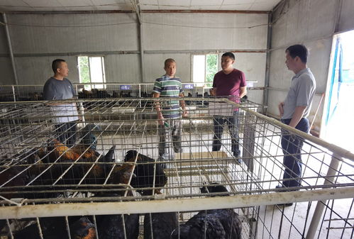 院畜牧所家禽育种专家赴来凤推进农业科技 五五 工程