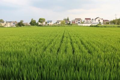 高温持续,扬州农技专家为水稻“防暑降温”支招